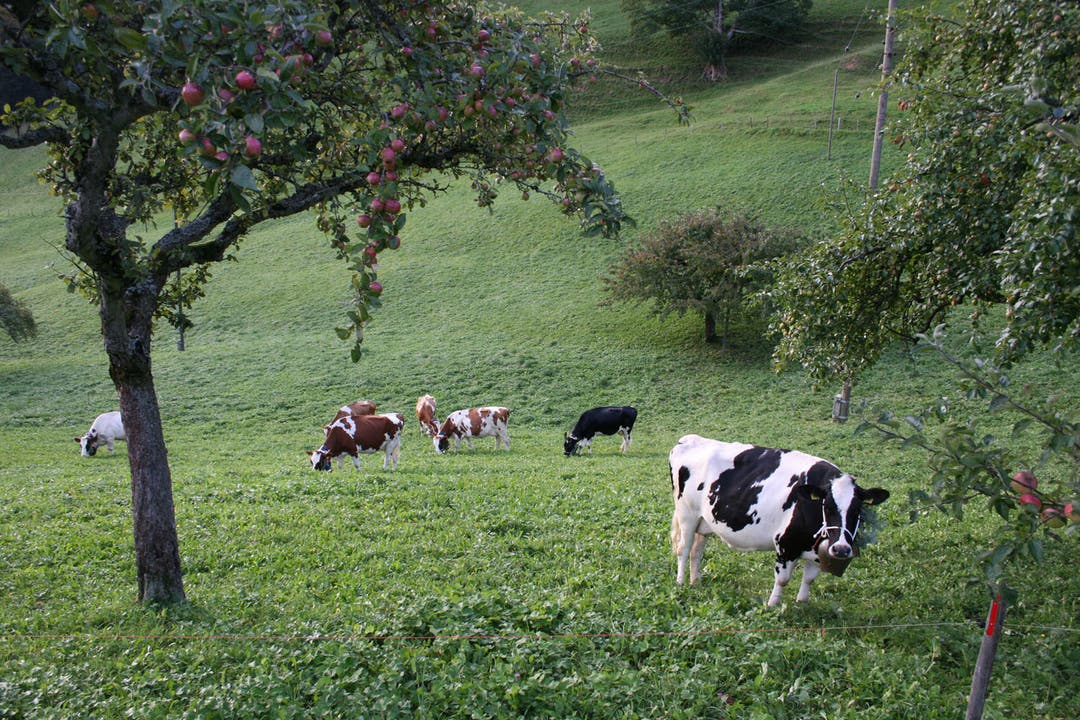  Vor dem rund einstündigen Marsch dürfen die Kühe Gras fressen und Wasser saufen
