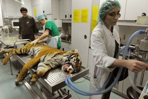 Die achtjährige Tigerdame wird auf die Operation vorbereitet