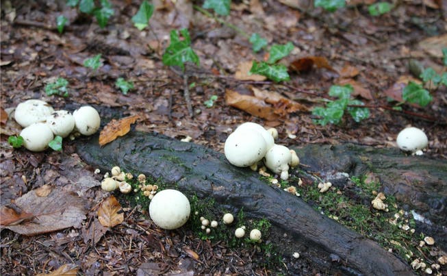 Pilze wie diese Boviste zeigten sich heuer relativ spät – die trockeneAugustwitterung dürfte dafür verantwortlich sein.