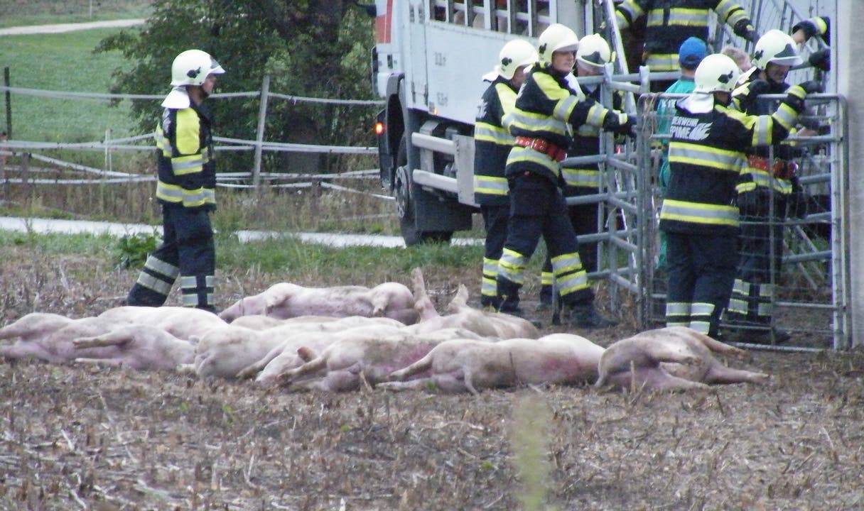 Unfall mit Schweinetransporter in Meinisberg BE
