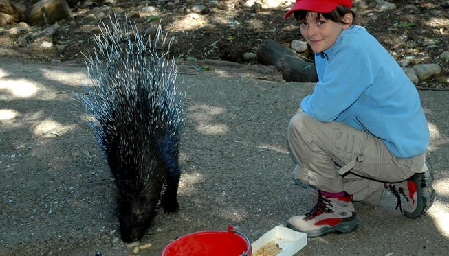 Der Zoo Hasel beherbergt vermehrt kleine Tiere wie Wallabys oder Stachelschweine.