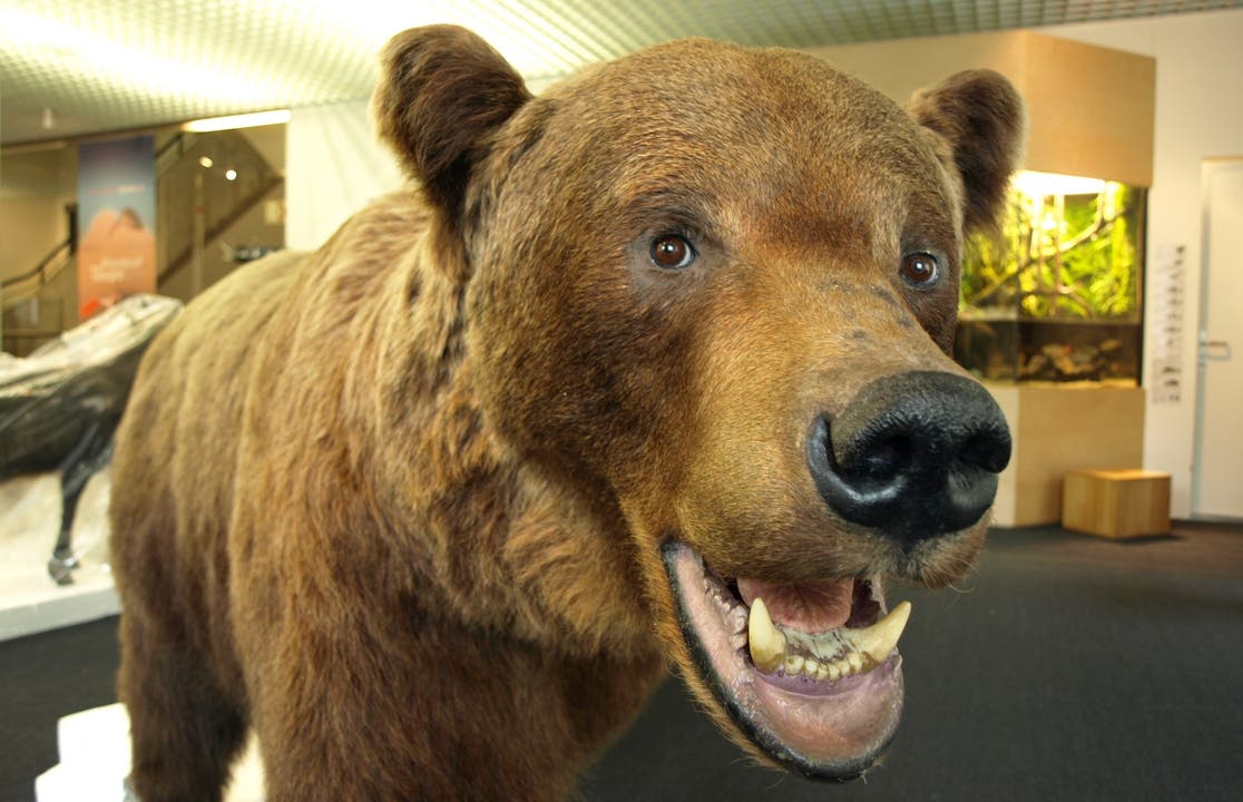 Der Berner Bär «Urs» ist zurück im Naturmuseum Solothurn