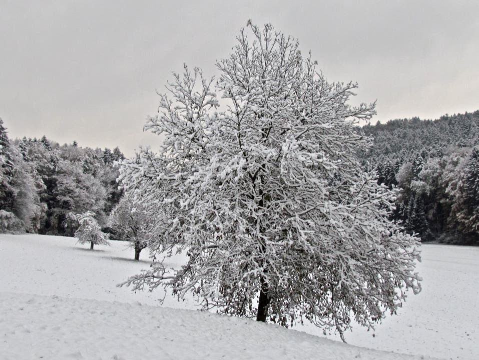 Schnee auf dem Altberg