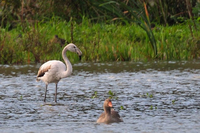 Einsamer Flamingo am Flachsee