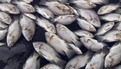 Tote Fische treiben an der Wasseroberfläche eines Sees (Symbolbild)