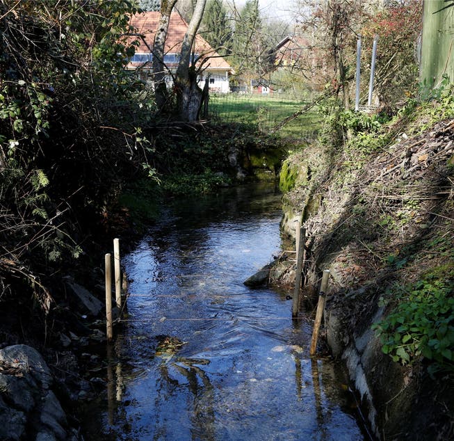 Der Biberbau am Brunnbach in Horriwil wurde weggeräumt.