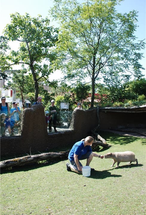 Bettina Aeschbach füttert ein Capybara – wie immer vor Publikum.