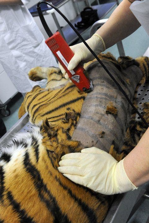 Der Hüftbereich der Tigerin wird für die Operation rasiert