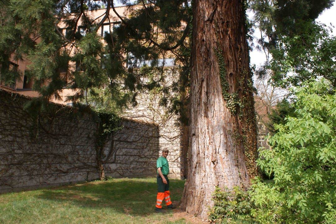 Solche über 100-jährigen Bäume gibt es nur noch selten