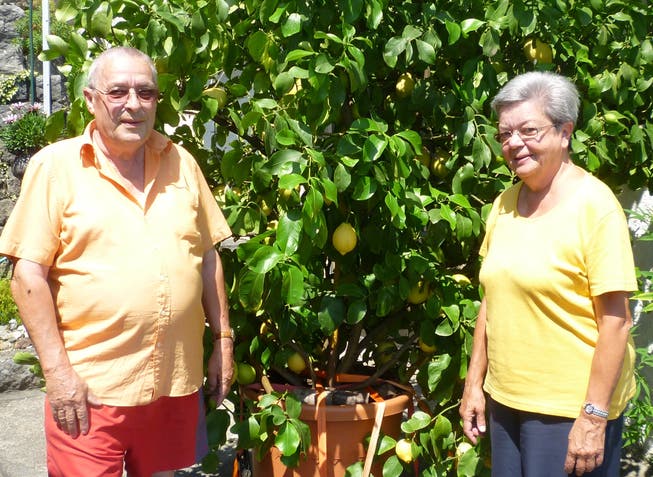 Der Zitronenbaum von Antoinette und Walter Ris trug schon einmal 380 Zitronen, eine Rekordernte.