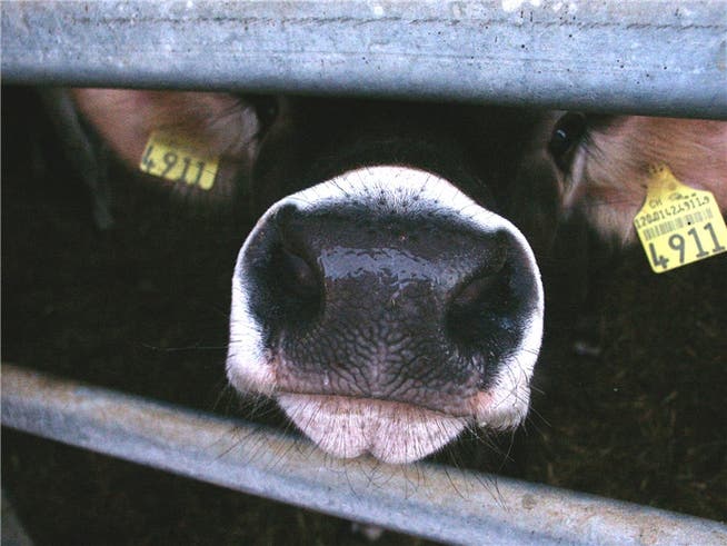 Im Kanton Solothurn wurden 2010 mehrere Kühe äusserst schlecht behandelt. Themenbild/Nadja Tratschin