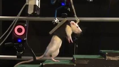 Hoffnung für Paraplegiker: Gelähmte ETH-Ratten können wieder gehen