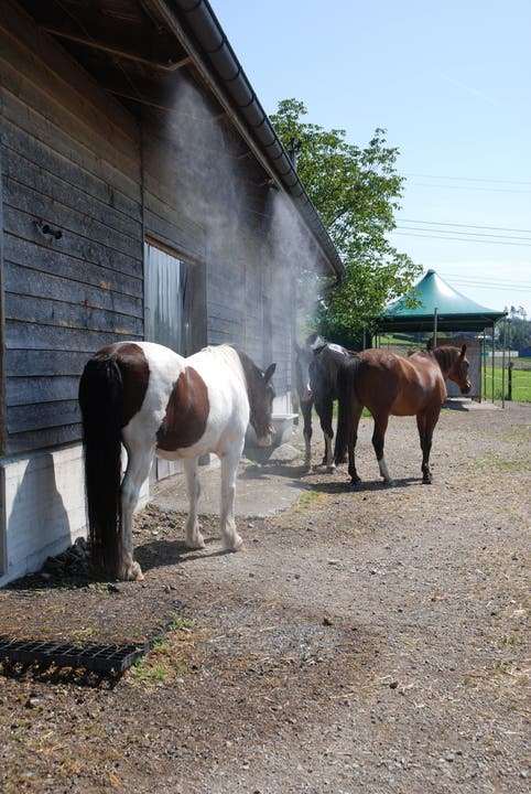 Drei bis vier Mal am Tag geniessen die Pferde eine Dusche