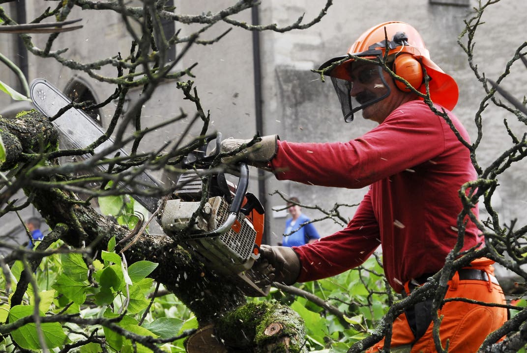 Mitarbeiter des Werkhofes zersägten den Baum