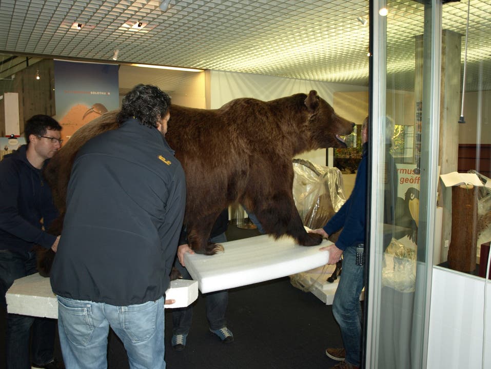 Der Bär wird in die Empfangshalle des Museums getragen