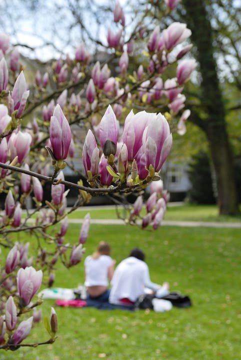 Der Magnolienbaum entfaltet im Frühling seine prachtvollen Blüten