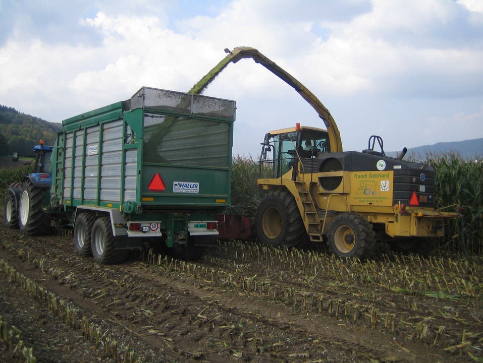 Mais silieren: Maishäcksler und Dosierwagen bei der Arbeit.