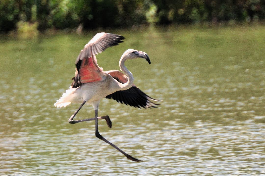 Flamingos auf dem Flachsee bei Bremgarten