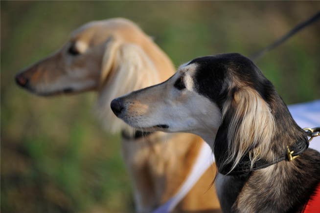 Tierexperte zweifelt daran, dass der entlaufene Hund ein Reh gerissen hat. (Symbolbild)