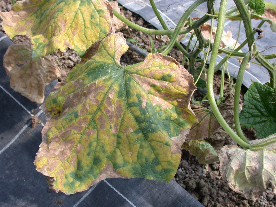 Falscher Mehltau (ein Oomycet, verwandt mit Algen): Gelbe Blattflecken auf der Oberseite, weisser/grauer Sporangienbelag auf der Unterseite.