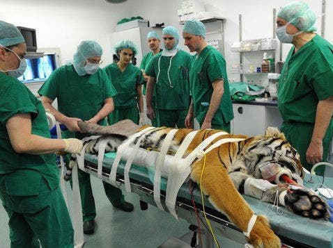 Tierklinik für Tiger in Dietikon