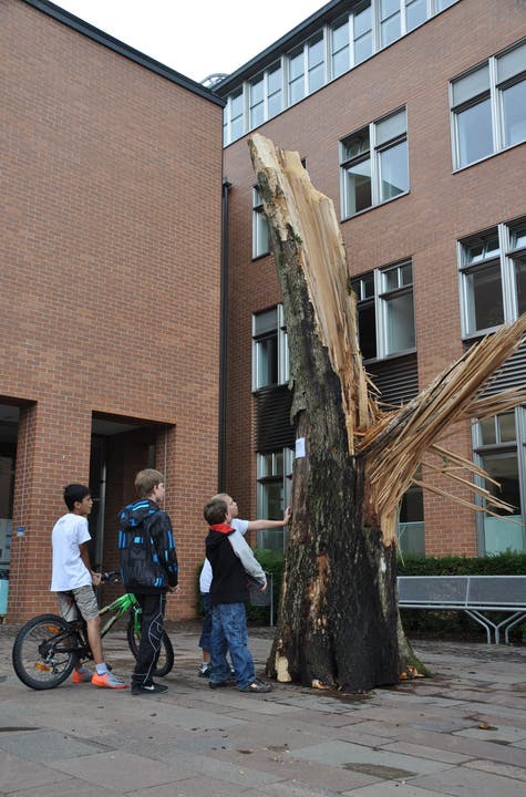 Ein vom Sturm zerstörter Baum wurde im Juli vor dem Dietiker Stadthaus als Mahnmal aufgestellt
