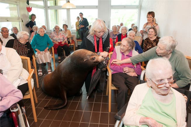 Rentner trifft Rentner: Mit 24 Jahren hat Otto die durchschnittliche Lebenserwartung eines Seelöwen bereits überschritten.