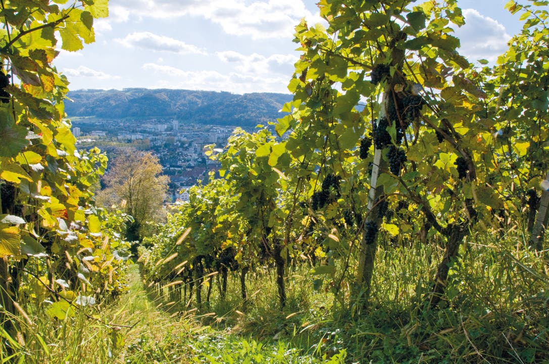 Weinbau Dank der gut besonnten Lage an der Lägern gedeihen hervorragende Weinreben. Der Weinbau hat auch wirtschaftlich eine grosse Bedeutung für Wettingen.