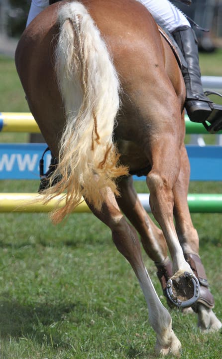 Donnernde Pferdehufe am Concours in Subingen