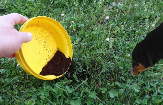 Eine Anwohnerin an einem stark begangenen Hunde-Spazierweg in Frick hat herausgefunden, dass sich die Vierbeiner von ihrem Garten fernhalten, wenn sie Kaffeesatz gestreut hat. chr