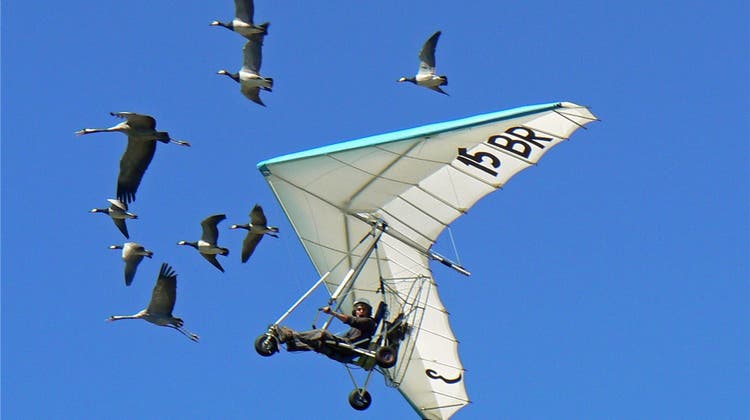 Flugspektakel: Der tollkühne Mann mit seinen fliegenden Gänsen beehrt das Laufental