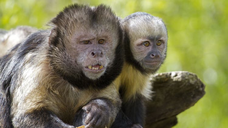 Zoo Zürich: 1,8 Millionen Besucher und 1 verschwundener Affe