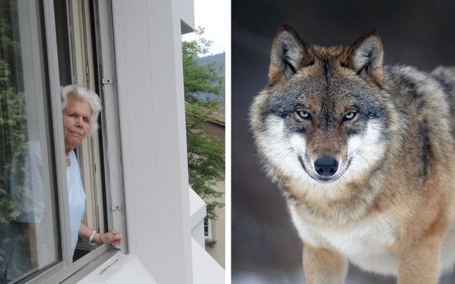 Direkt von ihrer Wohnung aus sah Hella Bodin den Wolf in Baden.