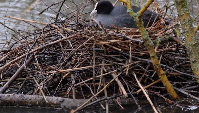 Nicht alle Wasservögel haben ein solches Glück: Viele Nester wurden vom Hochwasser überschwemmt. az