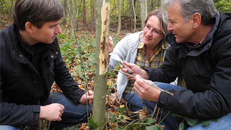 Forscher vom WSL und aus Litauen kämpfen gegen das Eschensterben