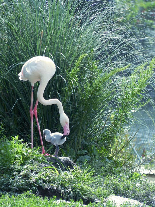  Der kleine Flamingo mit Mama Sandy