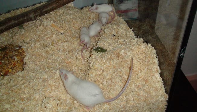 Diese Mäuse wurden ausgesetzt.