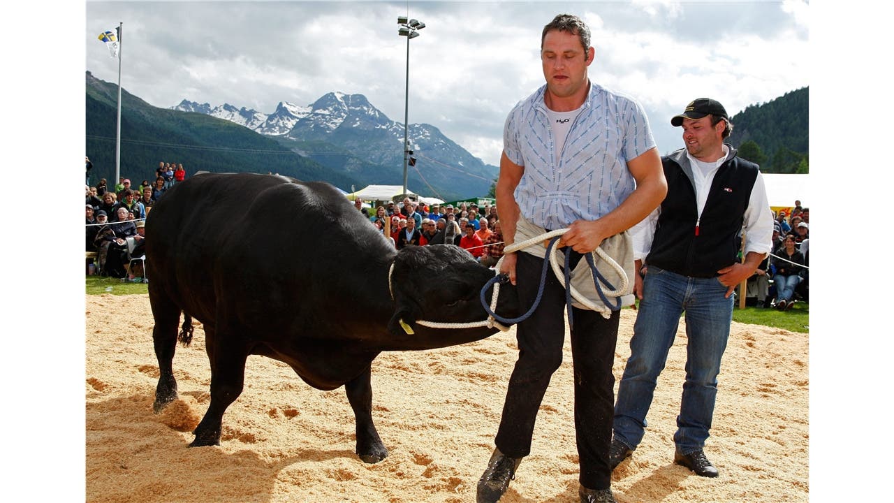 Der Sieger Arnold Forrer aus Stein im Toggenburg versucht den Lebendpreis, den 950 Kilogramm schweren Angus-Stier Marwys am Bündner-Glarner Schwingfest in Silvaplana im Oberengadin im Juli 2009 zu bändigen.