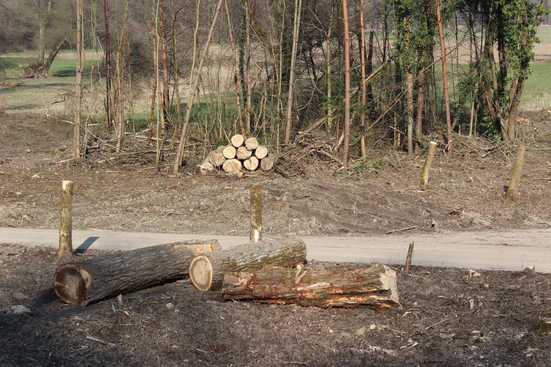 In der Aue Rietheim wurde im Rahmen des Auenprojekts "Chly Rhy" ein grosser Teil des Waldes abgeholzt.