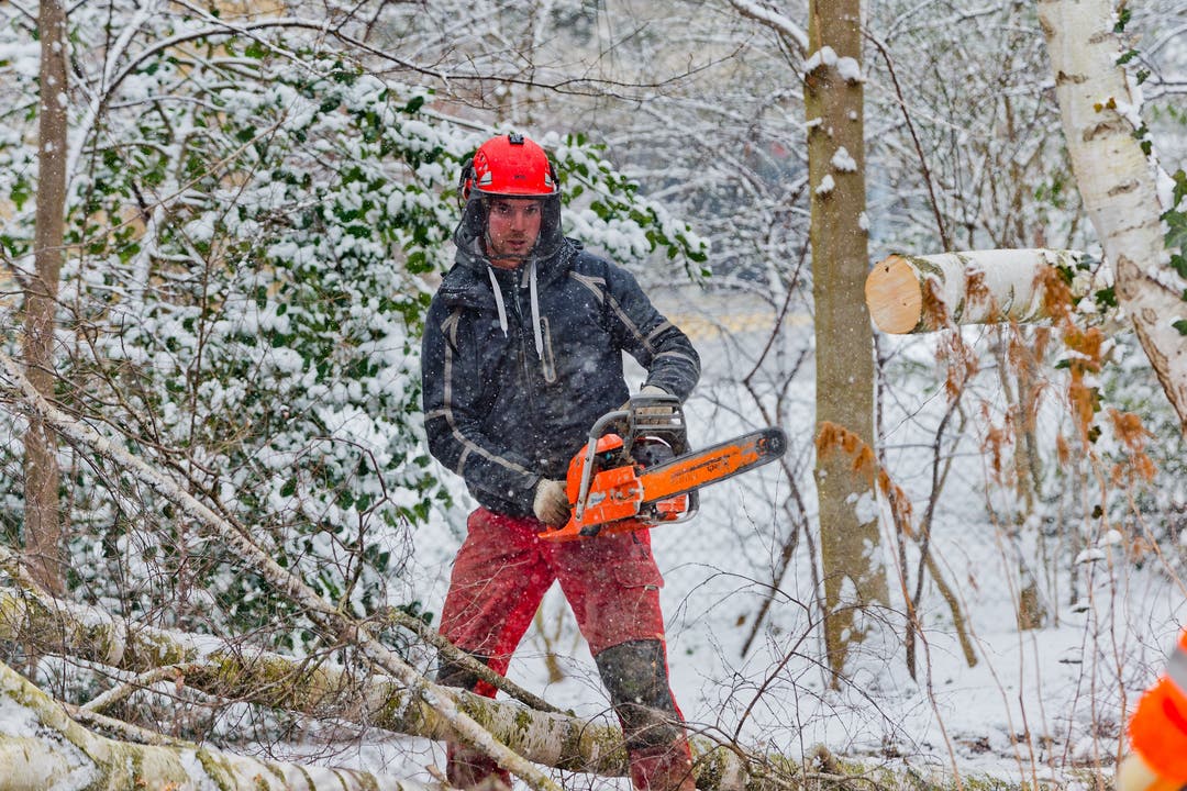 Baumpflege im Brühlpark Wettingen