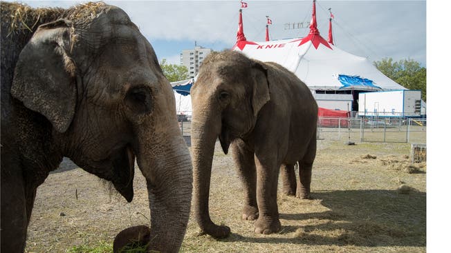 Während des Zeltaufbaus frassen die Elefanten frisches Gras.