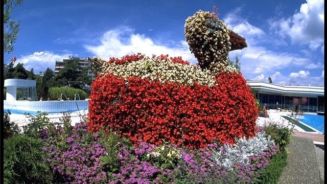Giuseppe Marucci, Gärtner des Thermalbades Zurzach, hat unter anderem eine Blumen-Ente gemacht.