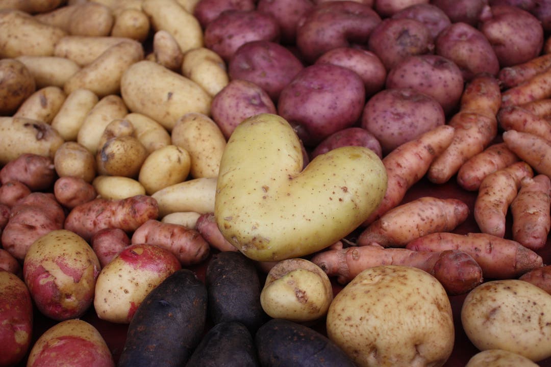 Kartoffeln in verschiedenen Farben und Formen