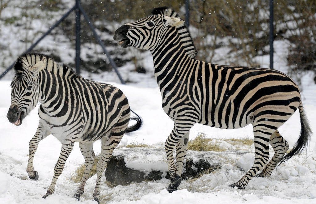 Zebras springen durch den Schnee im Zoo Zürich