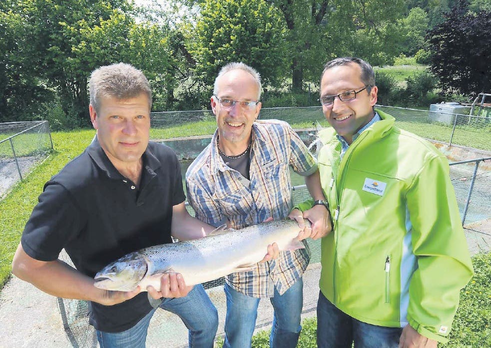 Sie zeigten stolz den im Mai in Rheinfelden gefundenen Lachs.