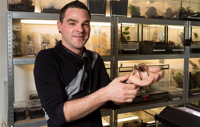 Eine Vogelspinne krabbelt über die Hand von Marc Huber, der sogar den Basler Zoo mit gewissen Spinnenarten versorgt. Alex Spichale