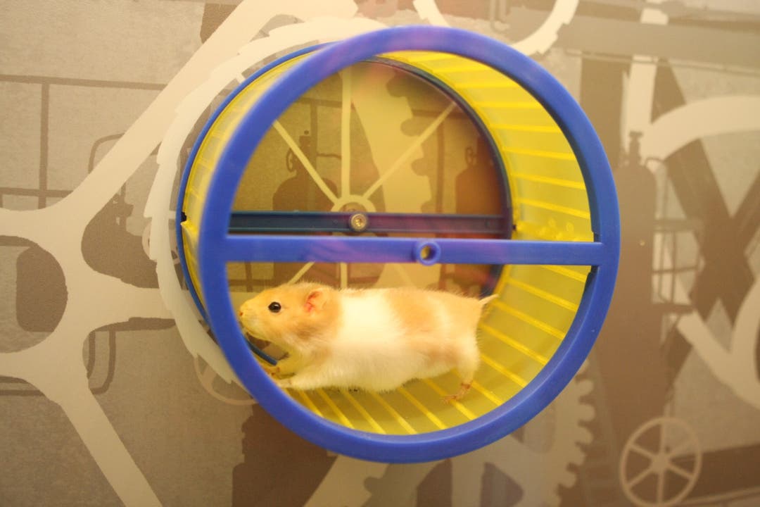 Der Hamster produziert seinen Strom selbst