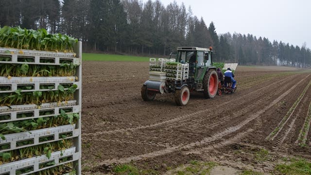 Auf einem Feld im Schweissacker in Niederbuchsiten werden bei zunehmend schwerem Boden Blumenkohlsetzlinge mit der Maschine gepflanzt.