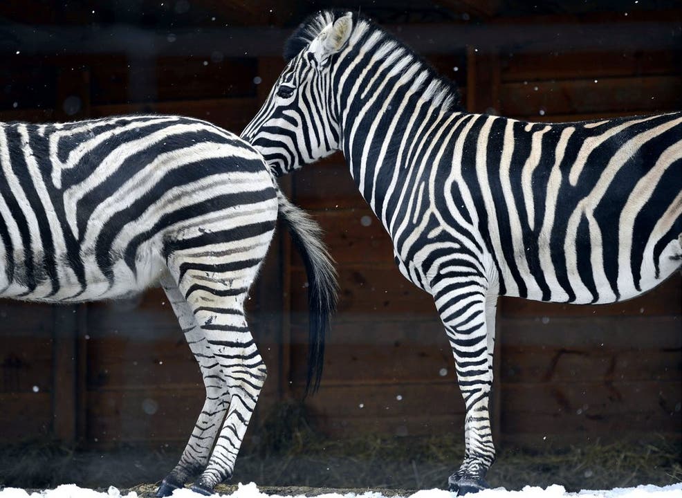 Zebras stehen im Schnee im Zoo Zürich