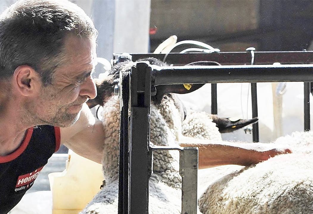 Daniele Bolognese nimmt ein 70 kg schweres Schaf zum Scheren vom Schurstand.